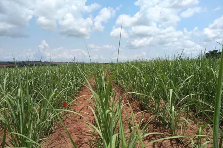 Lodo de esgoto aumenta em até 25% matéria orgânica do solo, aponta estudo 