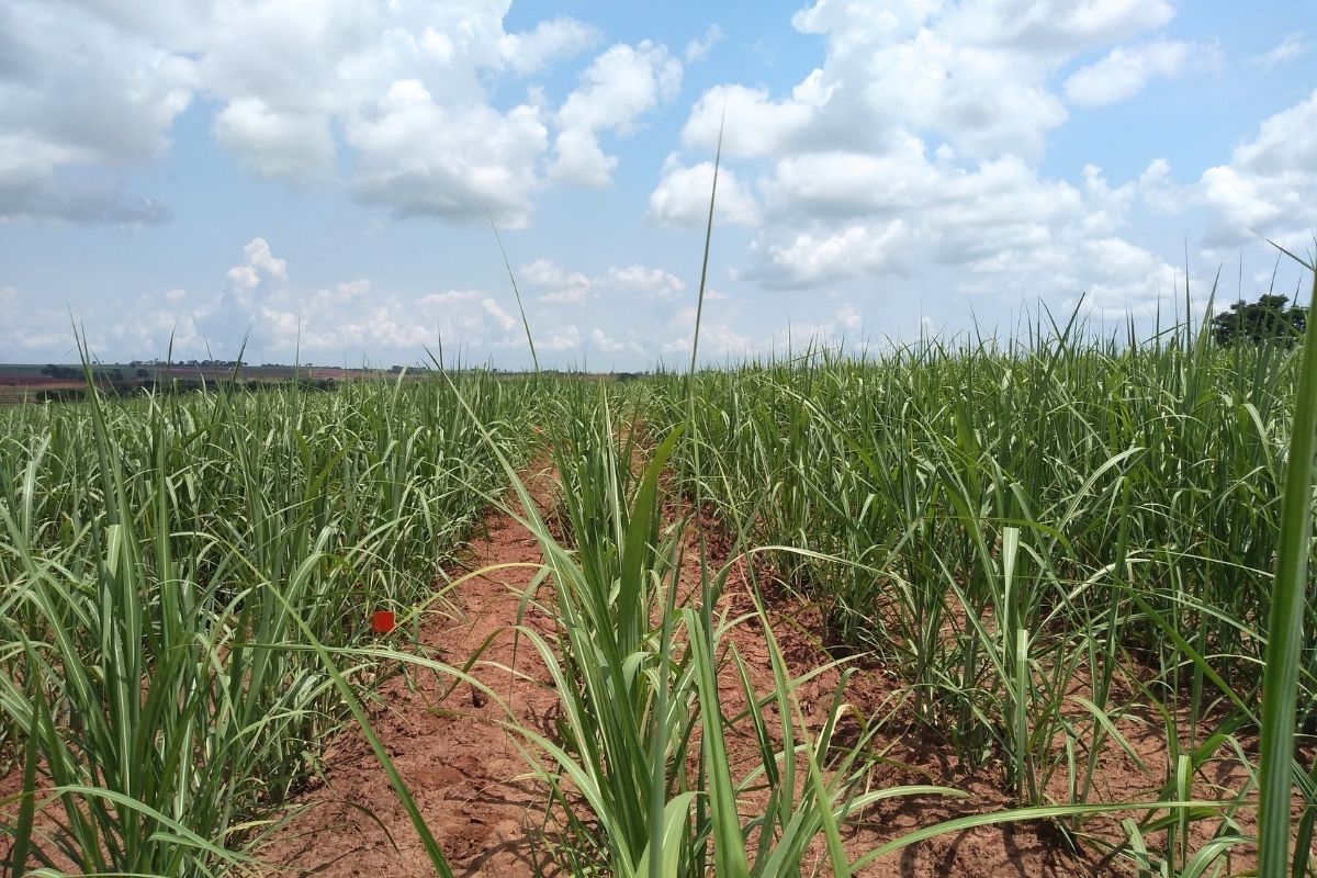Testado na cana-de-açúcar, o fertilizante fortaleceu o sistema radicular e aumentou a resistência das plantas ao estresse hídrico. | Foto: Rafael Santos/Unesp