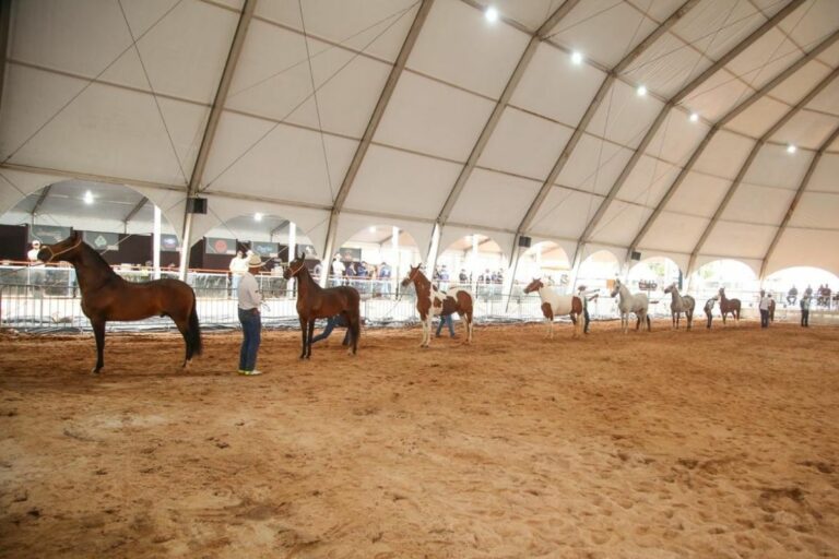 Descubra a marcha batida, o movimento mais famoso do Mangalarga Marchador