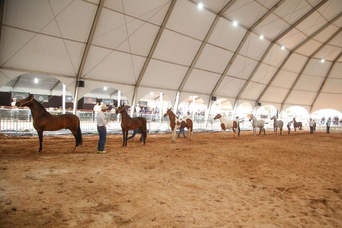39º Campeonato Brasileiro de Marcha Batida, no Parque da Gameleira, em BH. Foto: Divulgação/CBM