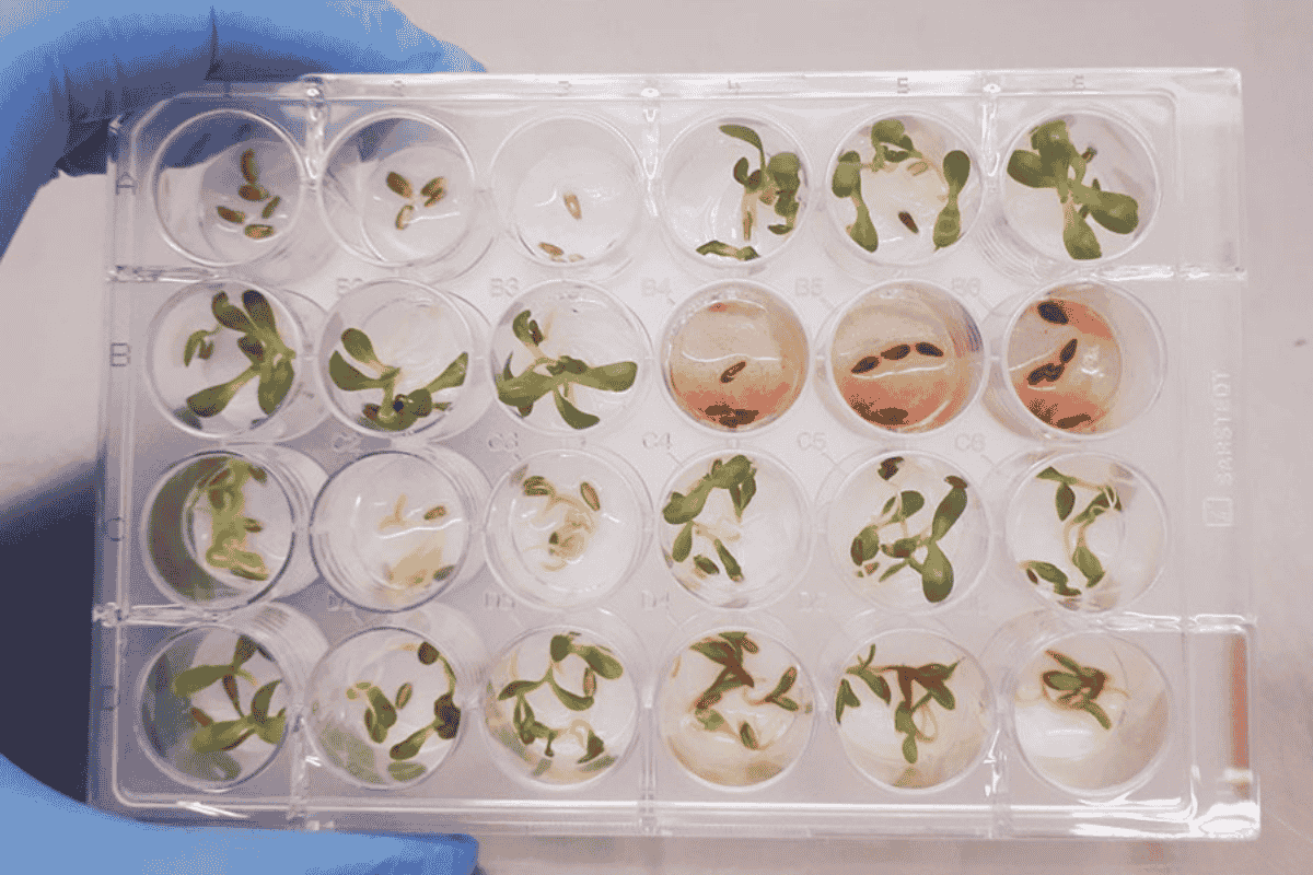 Extrato bruto do fungo Fusarium (em vermelho) inibindo a germinação de sementes de dicotiledônea (alface). Foto: Debora Barreto/Embrapa