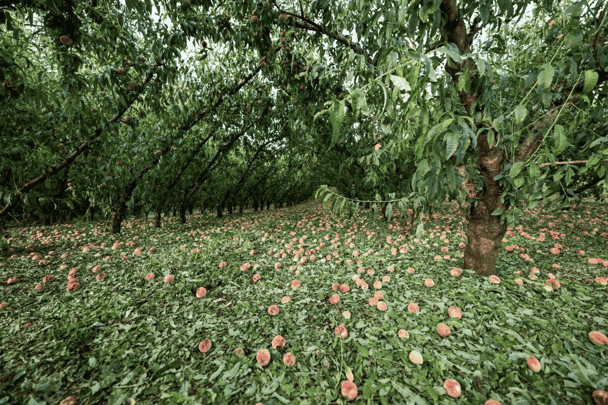 pêssegos granizo; eventos climáticos