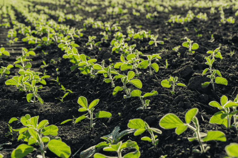 Semeadura da soja 2025/26 perde ritmo com chuvas irregulares
