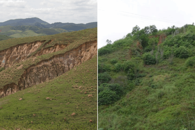 Tecnologia da soja ganha nova função em florestas