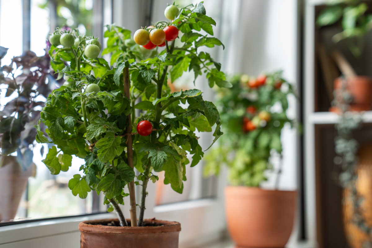 Plantas fáceis de cultivar em hortas