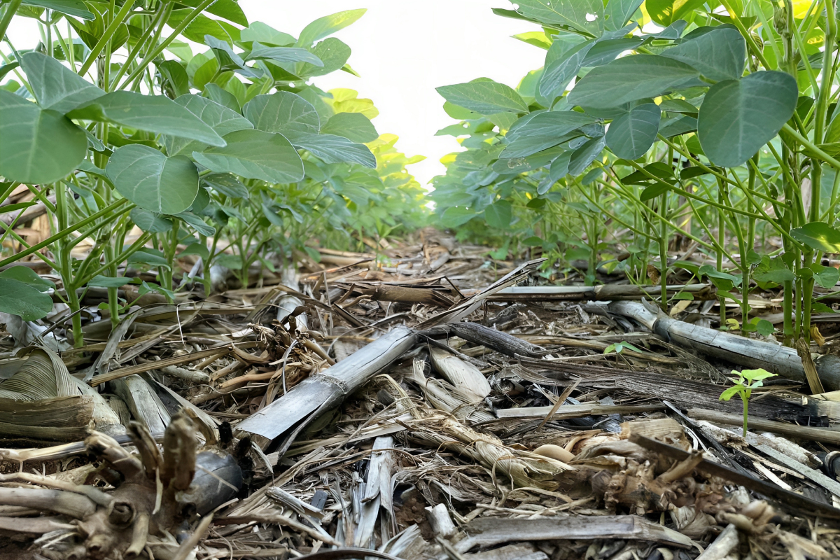 cursos grátis sobre o sistema de plantio direto