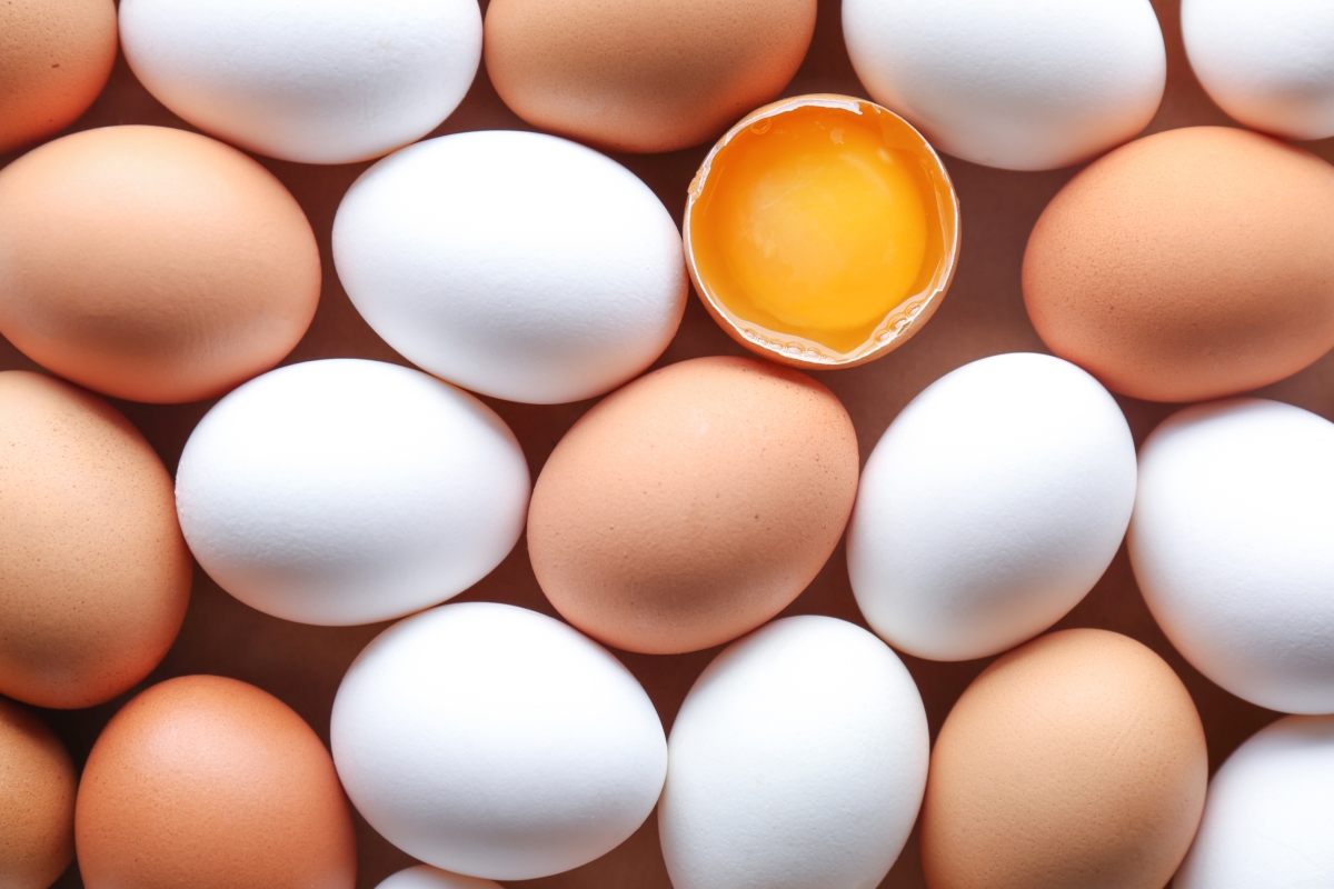 diferença entre ovos brancos e marrons
