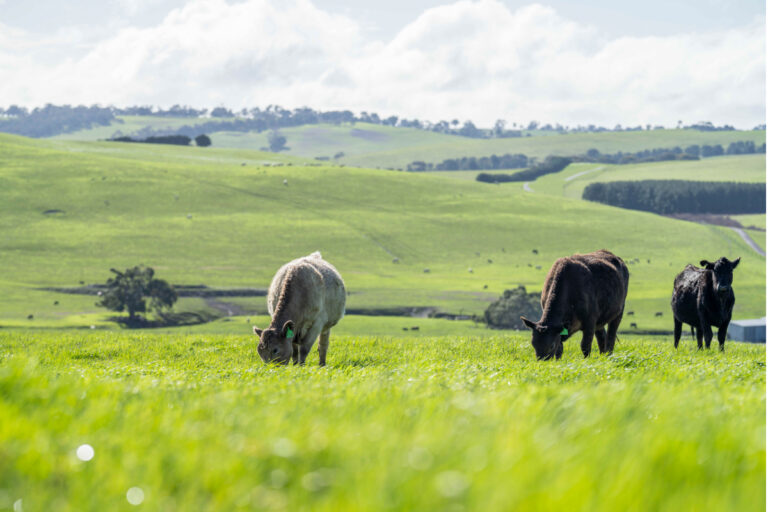 Pastagens rotacionadas: estratégia para produtividade e sustentabilidade