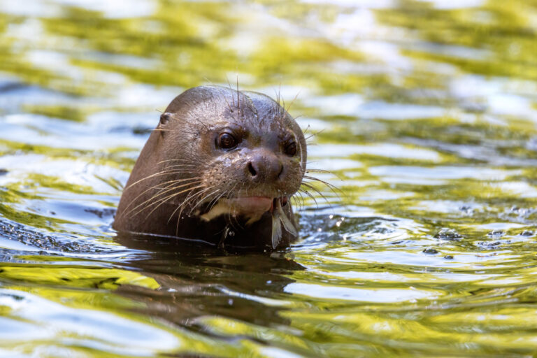 Você sabia que existe uma onça dos rios?