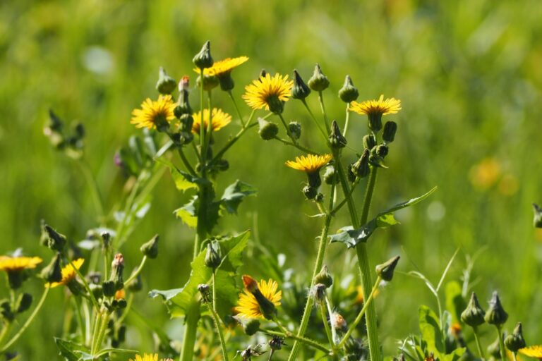 Serralha: conheça os benefícios dessa planta