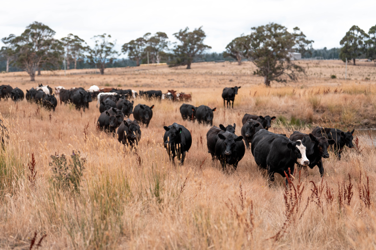 Manejo de pastagens rotacionadas