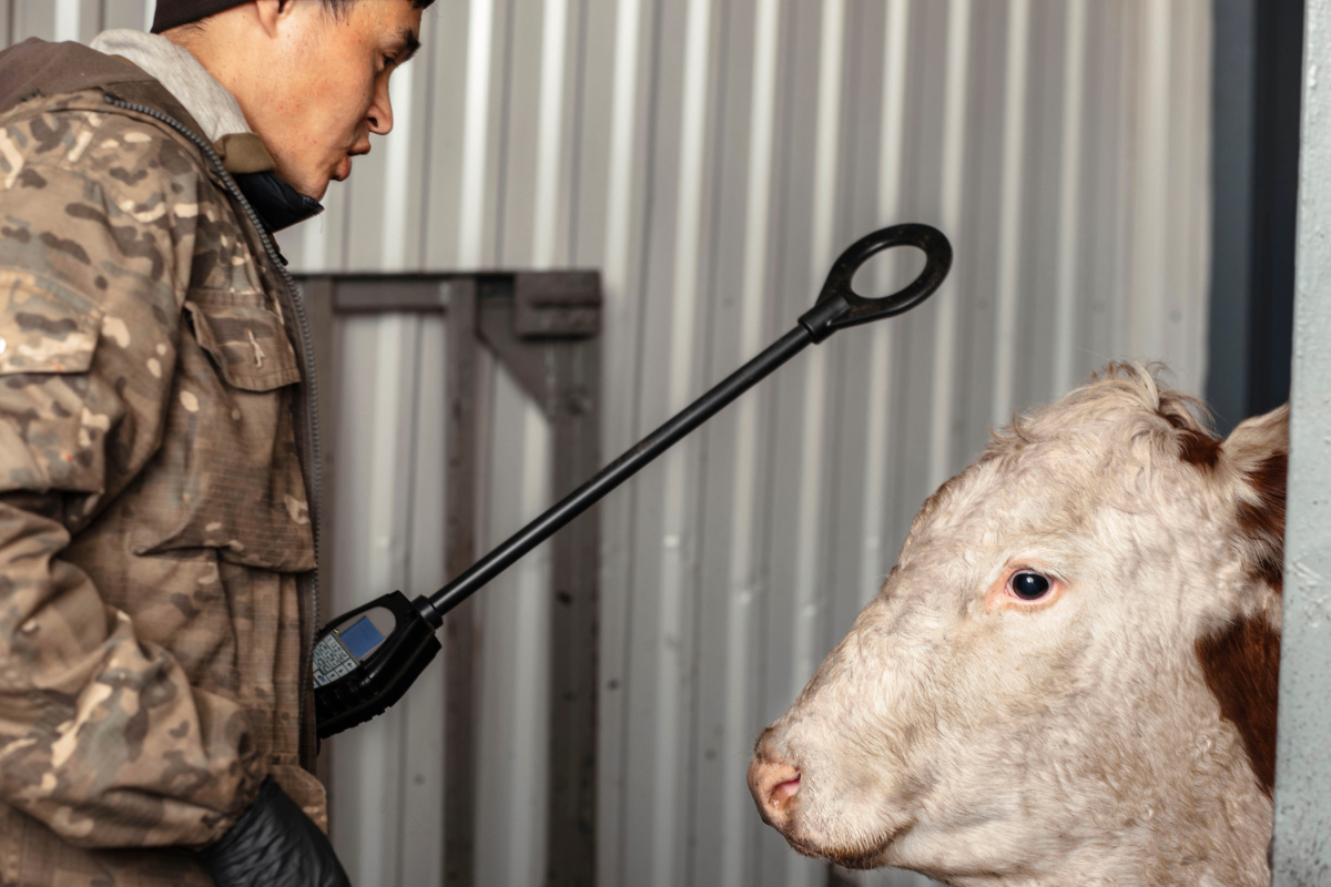 identificação do rebanho