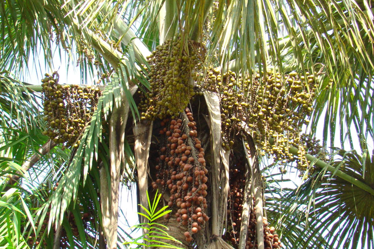 Foto: Embrapa/Divulgação
