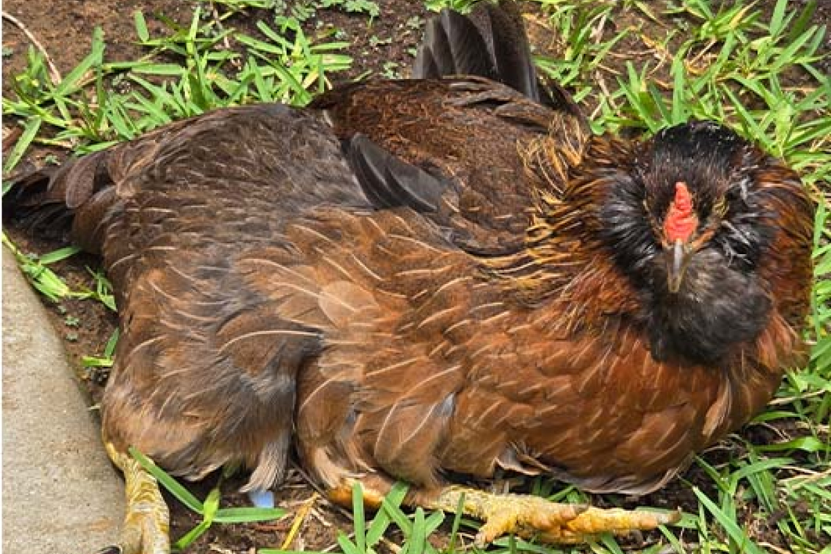 galinha mais velha do mundo