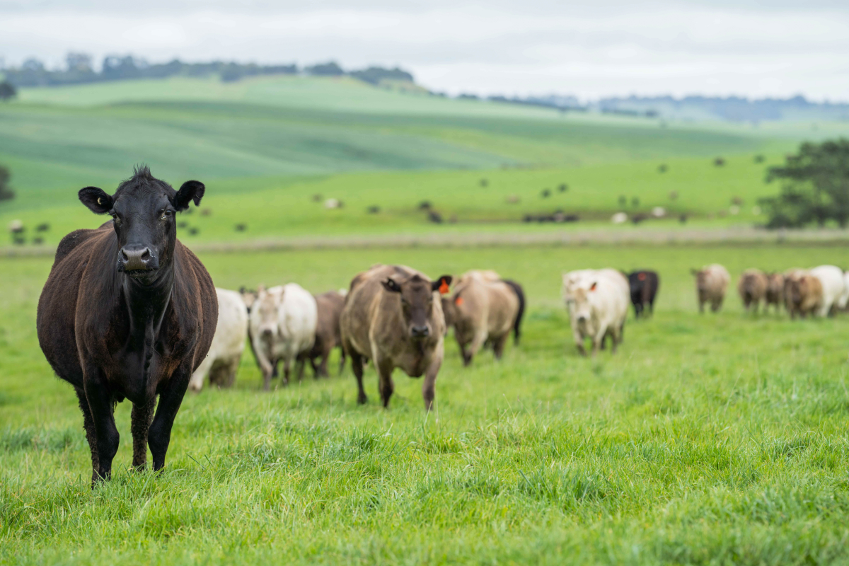 Manejo de pastagens rotacionadas