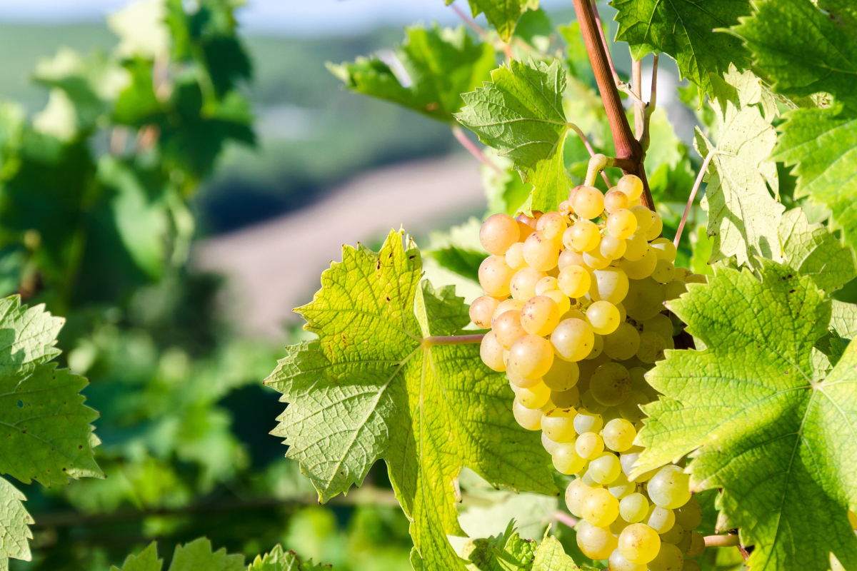 frutas mais caras vendidas no Brasil