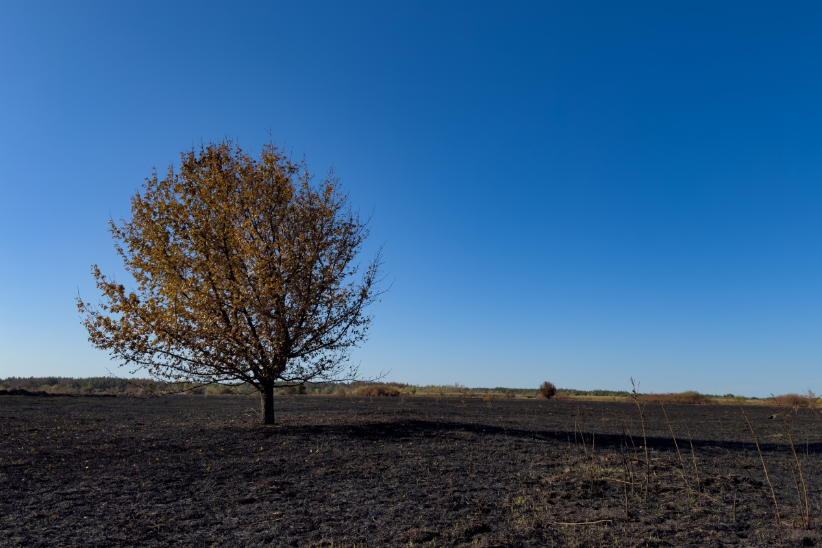 Iniciativa Global RAIZ