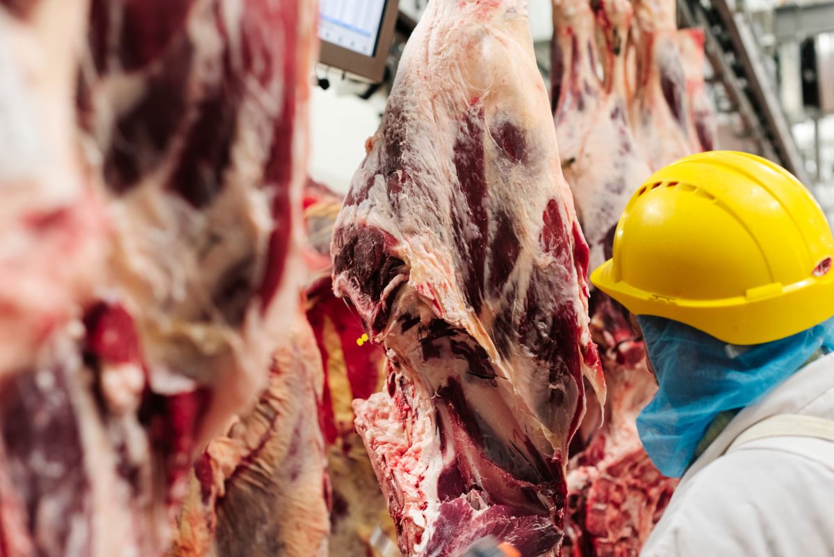 Equipes de inspeção devem ser coordenadas por um auditor fiscal com formação em Veterinária. Foto: Adobe Stock