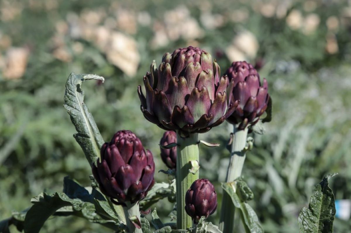 Piedade (SP) é responsável por 90% da produção nacional de alcachofra. Foto: SAA/Divulgação