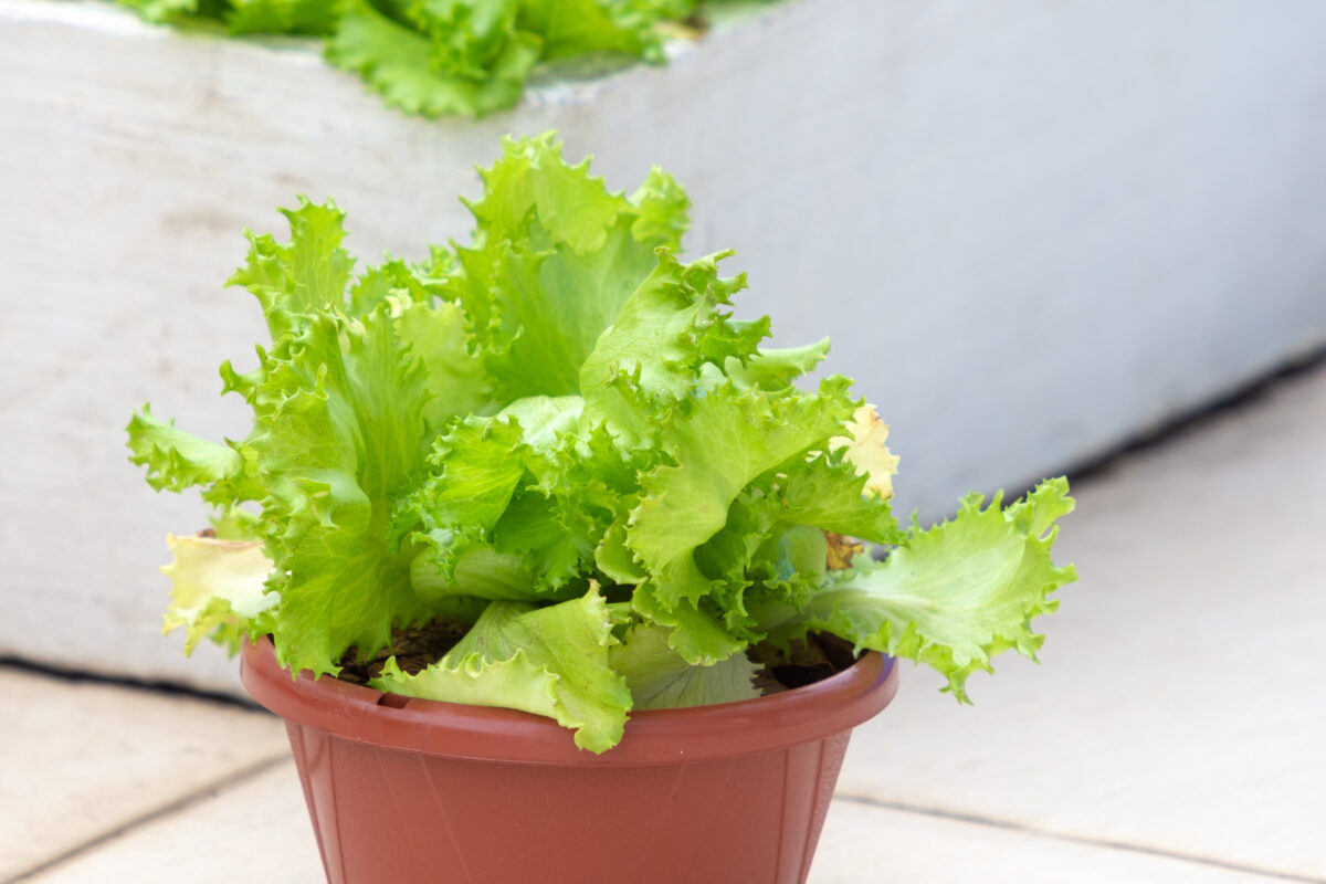Plantas fáceis de cultivar em hortas