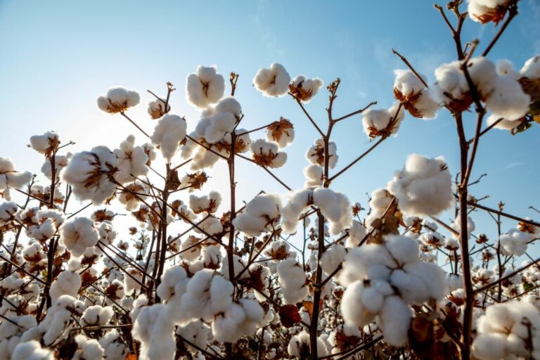 Genética e biotecnologia impulsionam produção de algodão no Brasil