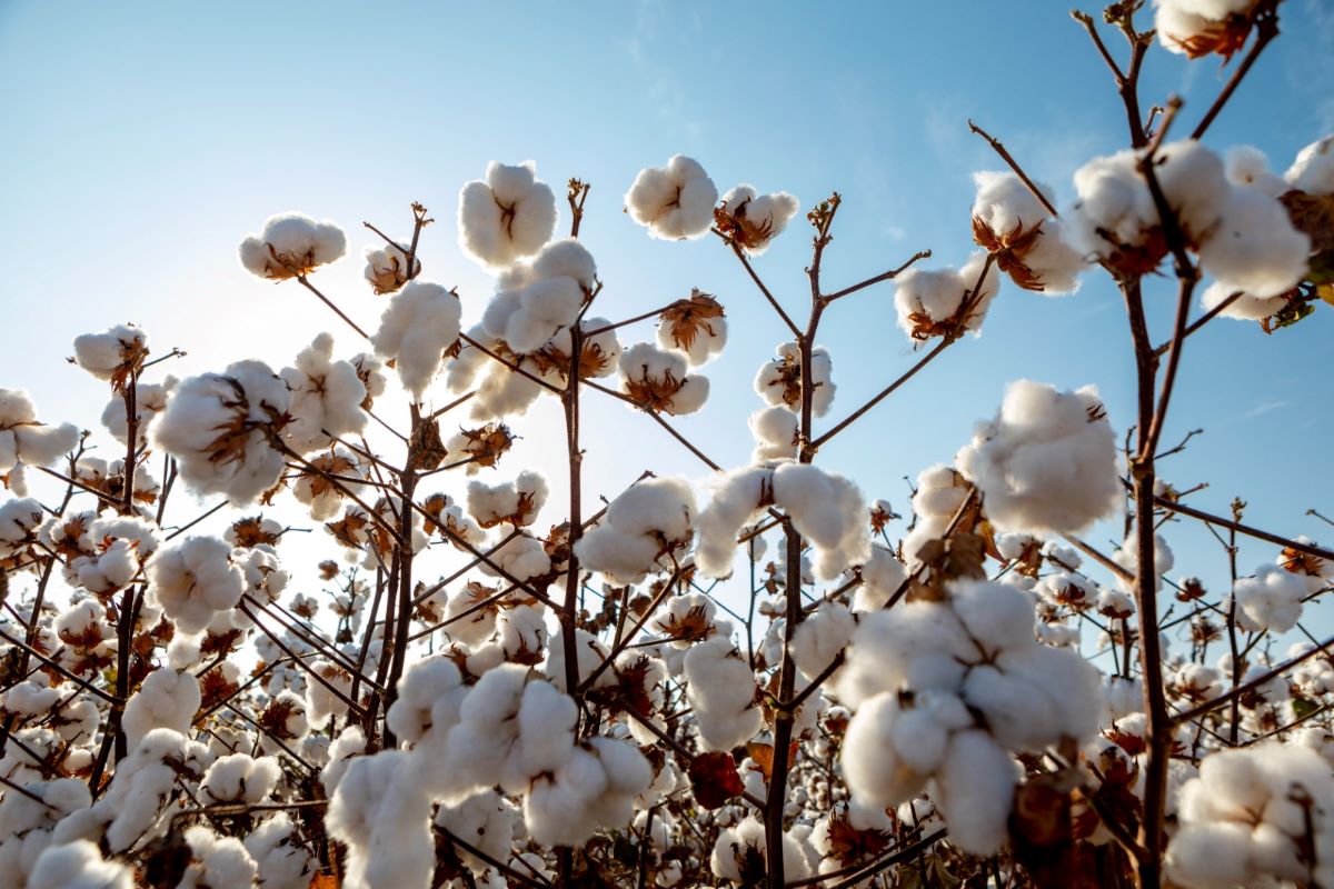 Cultivares de ciclo precoce ajudam produtores a enfrentar desafios climáticos. Foto: Basf/Divulgação