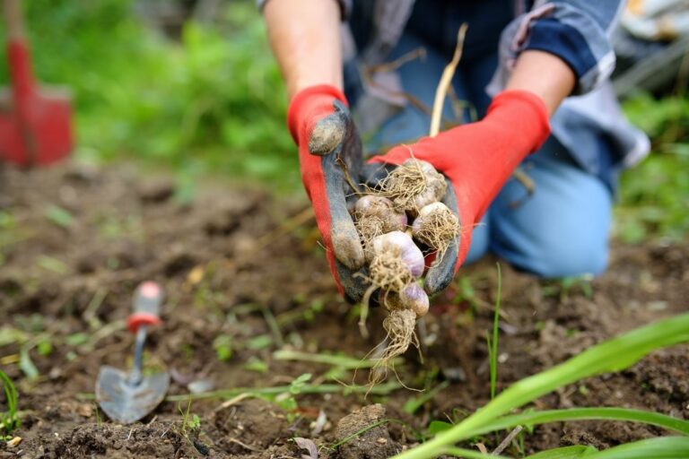 Definido o zoneamento agrícola do alho no Brasil; veja as recomendações