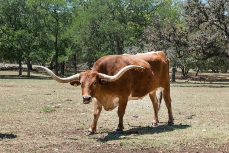 Texas Longhorn: raça que une resistência e beleza 