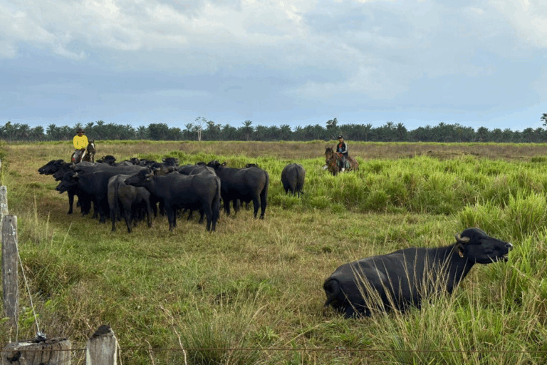Conheça a fazenda de búfalos que virou exemplo na COP 30