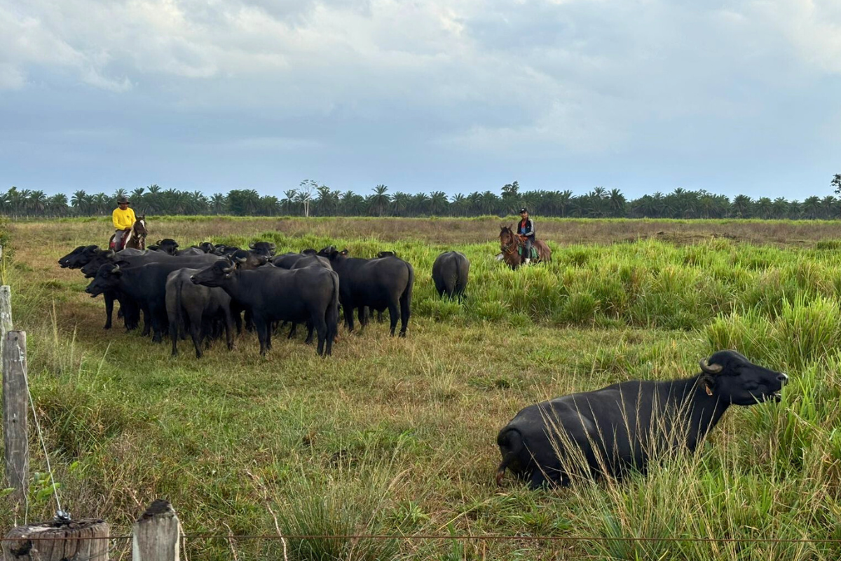 Foto: Daumildo Júnior/Agro Estadão