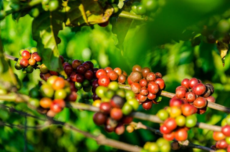 Dona do café Pilão firma parceria para descarbonizar conilon no Brasil