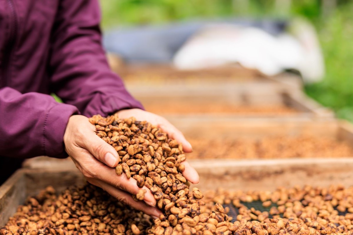 Futuros do café fecharam a bolsa de Nova York no mais baixo patamar desde 10 de outubro. Foto: Adobe Stock