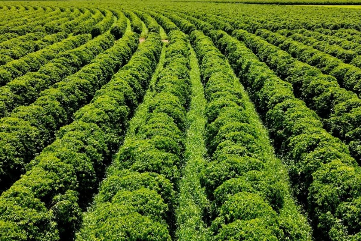 Megafazenda de café vai gerar cerca de 600 empregos diretos e outros 2 mil indiretos. | Foto: Eldorado Terra/Divulgação