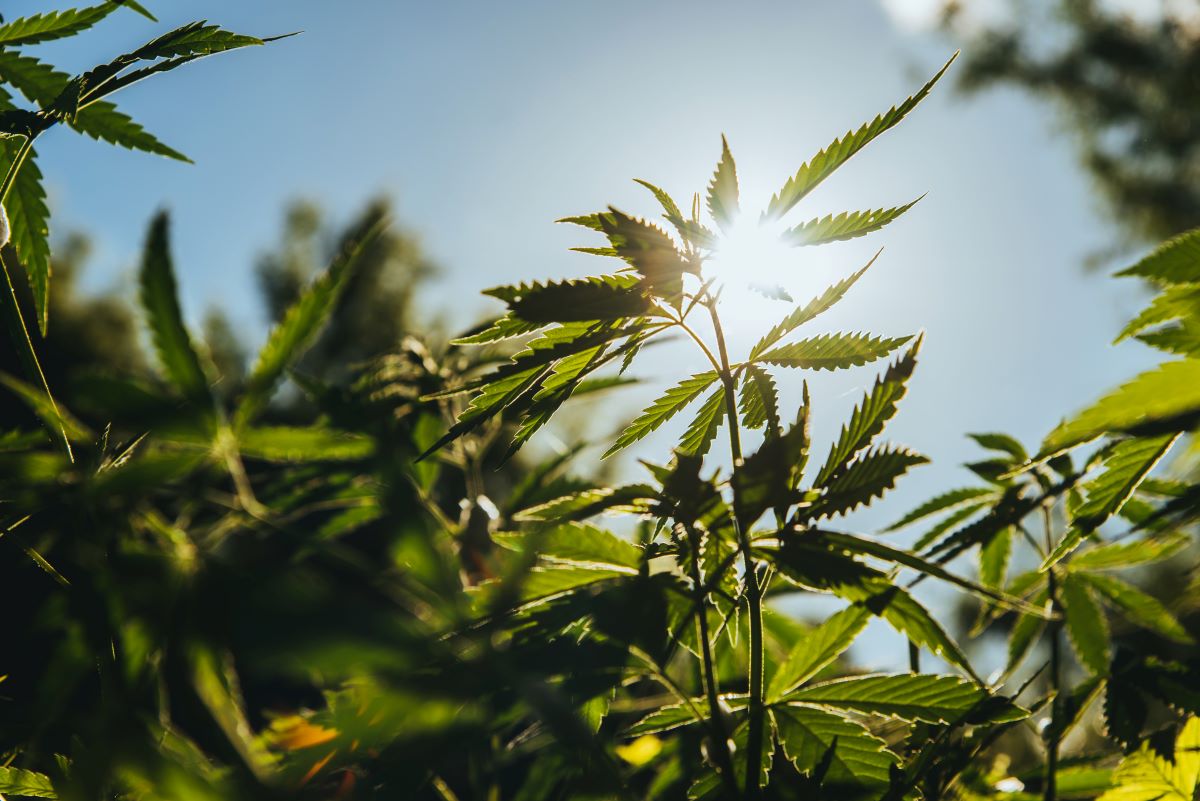 Potenciais do cânhamo estarão em discussão na ExpoCannabis de 14 a 16 de novembro. Foto: Adobe Stock
