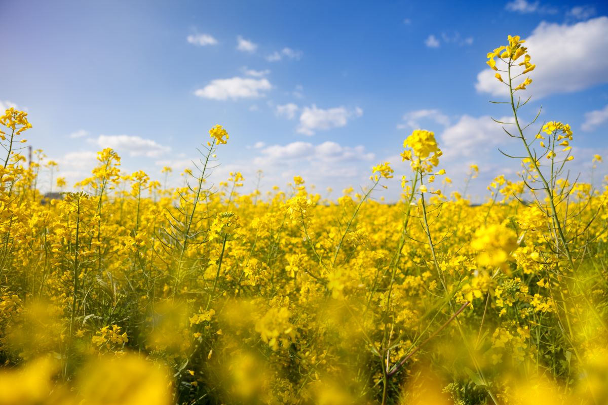 Canola fornece 400 quilos de óleo por tonelada, contra 200 da soja. Foto: Adobe Stock
