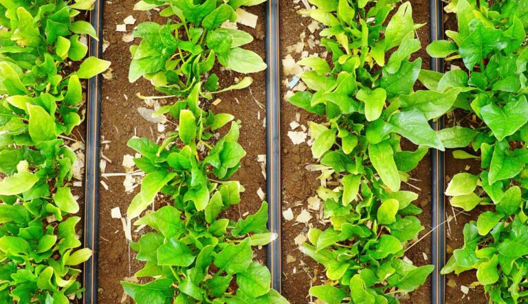 Manual do irrigante: conheça o guia para quem quer irrigar com precisão e produtividade