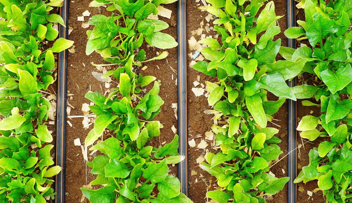 Manual do irrigante: conheça o guia para quem quer irrigar com precisão e produtividade