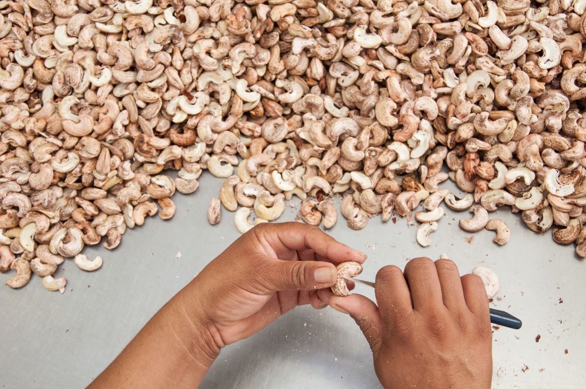 Serra do Mel é o maior produtor de castanha de caju do Rio Grande do Norte. Foto: Adobe Stock