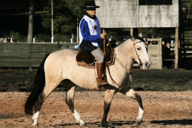 Cavalo Campeiro: o marchador das araucárias
