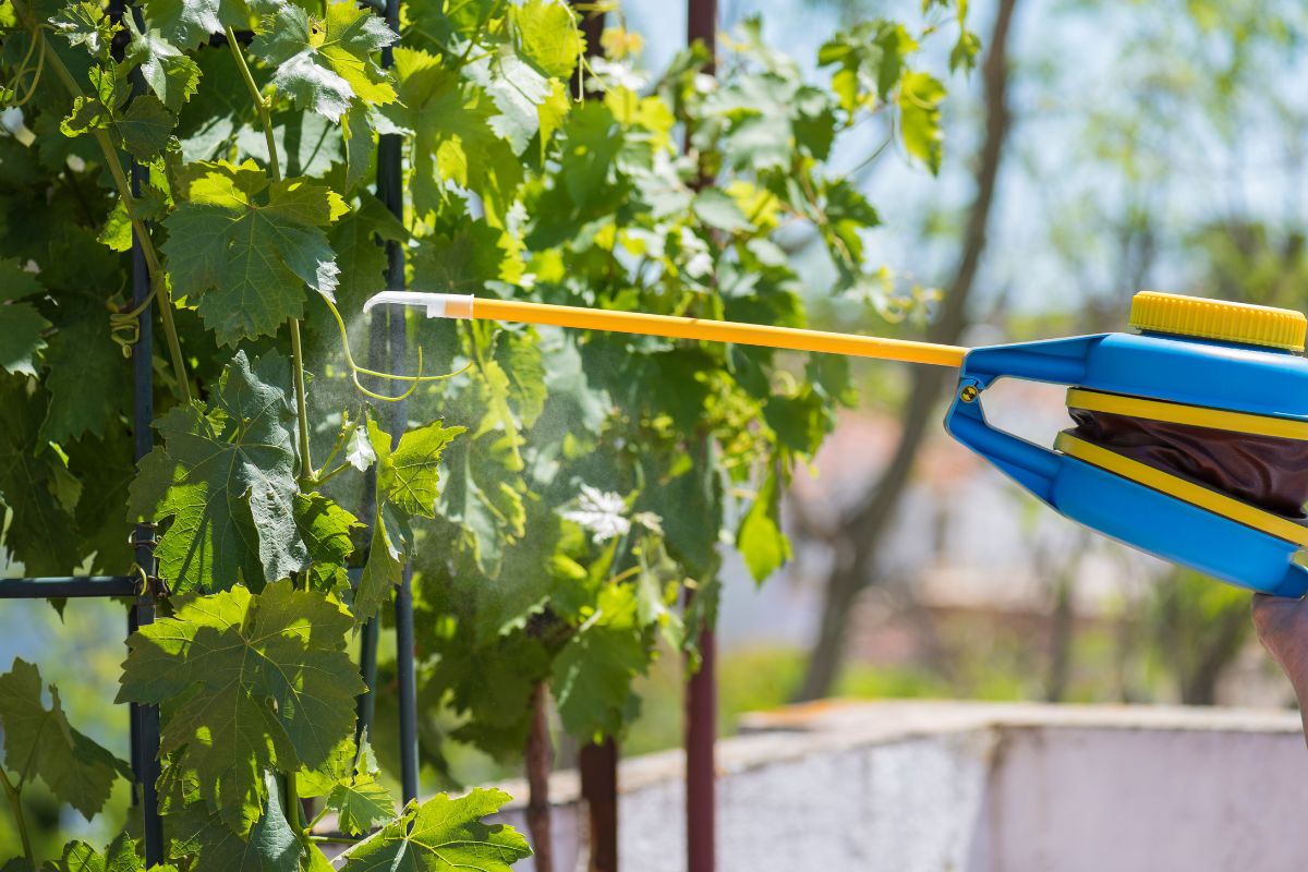 defensivos agrícolas