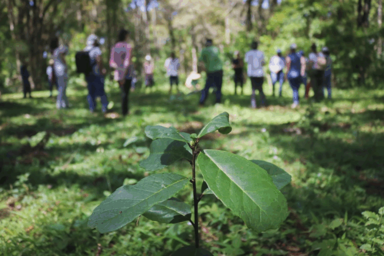 Produção de erva-mate no PR é reconhecida como patrimônio mundial