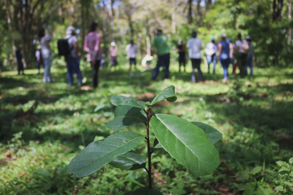 Foto: Embrapa/Divulgação