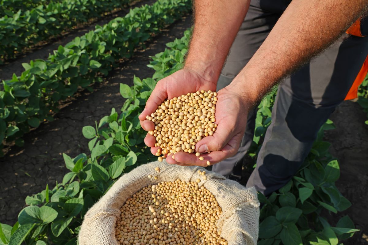 Volume de embarques de soja deve ser 101,3% maior que o de novembro de 2024. Foto: Adobe Stock