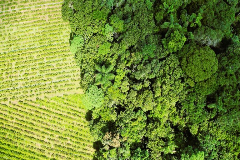 Lançado novo seguro para produtor que gera crédito de carbono 
