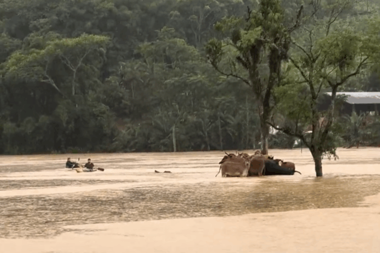Veja o vídeo: gado é resgatado por caiaques durante enchente em SC
