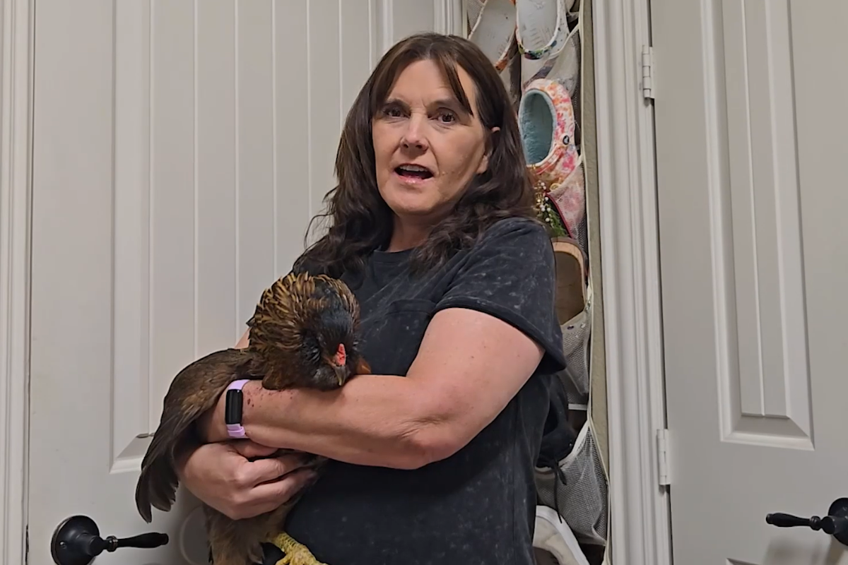 galinha mais velha do mundo