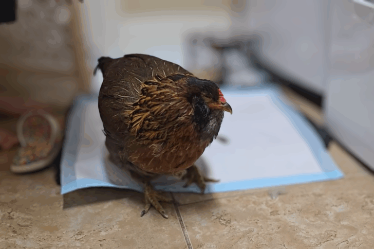 A galinha mais velha do mundo: conheça a história desse recorde