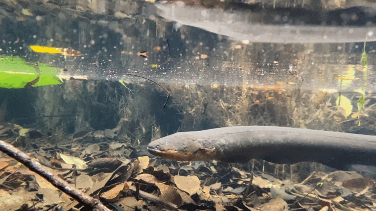 Já imaginou tomar um choque por causa de um peixe?