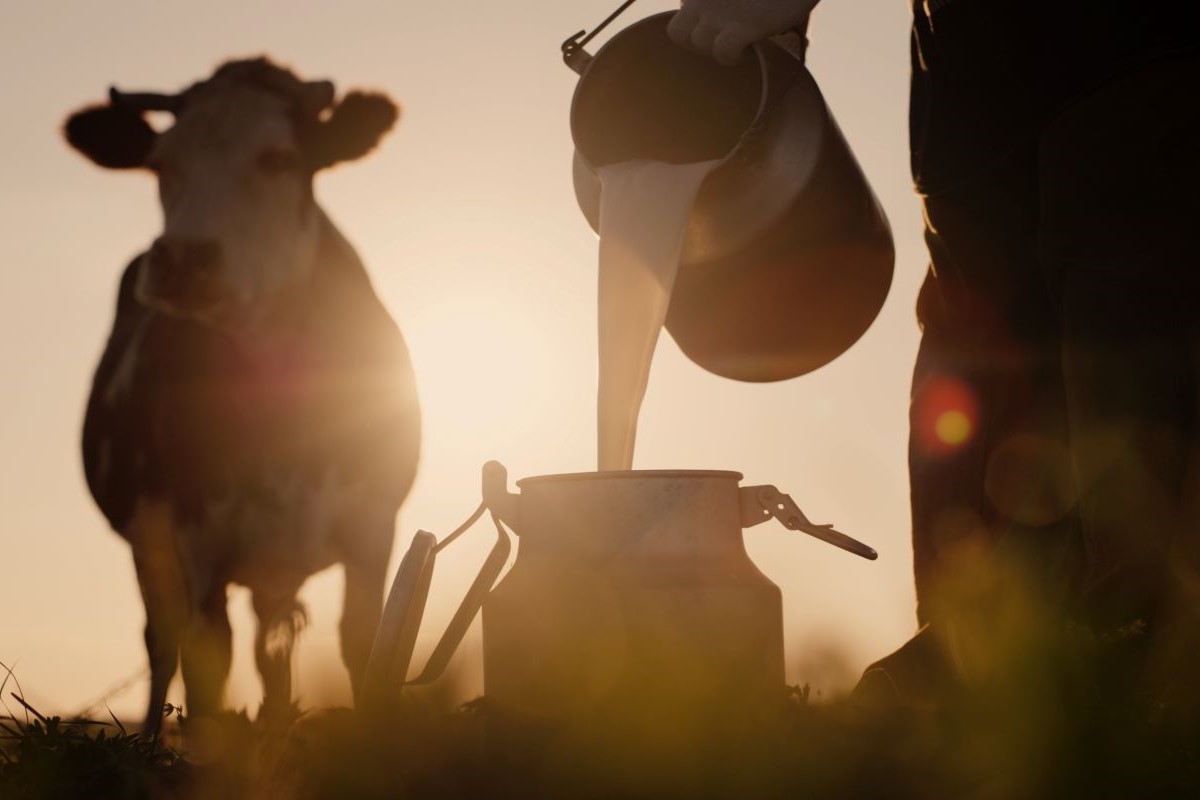 Excesso de oferta de lei compromete a rentabilidade dos produtores. Foto: Adobe Stock