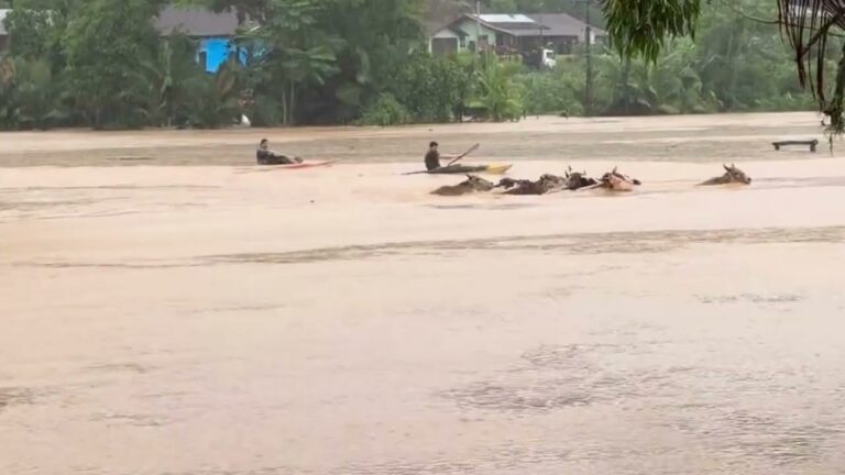 Gado é resgatado por caiaques durante enchente em SC